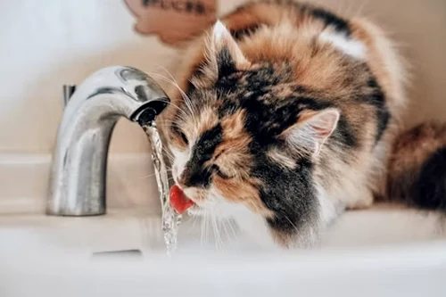 Smart Pet Water Systems